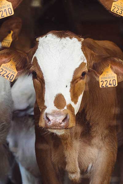 Nationwide Feed Delivery